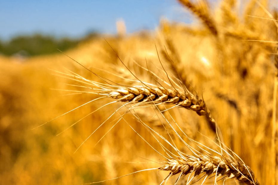 Wheat Field in Ukraine